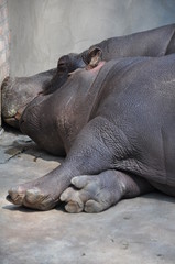 Fototapeta premium animal, nature, africa, safari, fat, wildlife, zoo animals, wild, mammal, water, natural, bostwana, dangerous, background, wilderness, big mouth, animals, beautiful, african, breeding, prairie, zoo, a