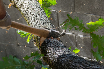 Man cuts a tree brunch