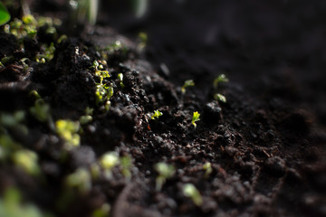 Growing micro-greens with free space for text. Healthy eating concept of fresh garden produce organically grown as a symbol of health.