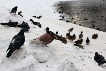 Fototapeta na wymiar ducks on ice