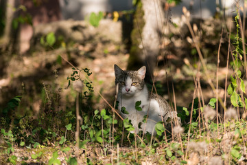 A wild brown and white cat is sitting