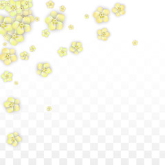 Vector Realistic Yellow Flowers Falling on Transparent Background.  Spring Romantic Flowers Illustration. Flying Petals. Sakura Spa Design. Blossom Confetti. Design Elements for Wedding Decoration.