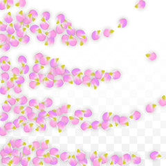 Vector Realistic Pink Petals Falling on Transparent Background.  Spring Romantic Flowers Illustration. Flying Petals. Sakura Spa Design. Blossom Confetti.