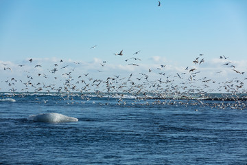 Vögel an der Gletscherlagune Jökulsárlón in Island