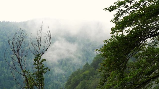 Landscape forest in fog - (4K)