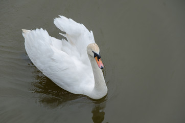 Naklejka premium white swan swims in a lake during autumn, graceful bird with white feathers in water near to the shore