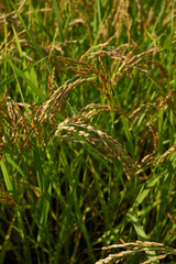 Oryza sativa