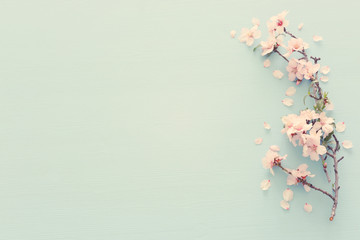 photo of spring white cherry blossom tree on pastel blue wooden background. View from above, flat...