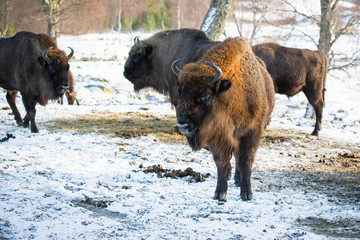 Buffalo standing on snow covered ground