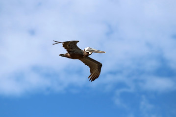 Beautiful south Carolina wildlife nature background. Scenic view with flying pelican against cloudy blue sky at Huntington Beach State Park, Litchfield, Myrtle Beach area, South Carolina, USA.