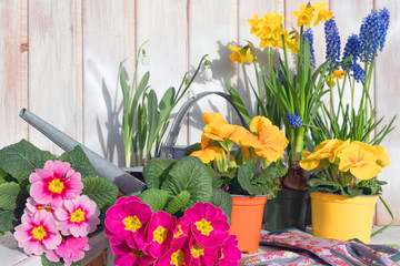 Bunte Frühlingsblumen zum Setzen in den Garten