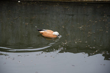 brown waterfowl duck. Orange-brown plumage is characteristic, with the head lighter in color. - obrazy, fototapety, plakaty