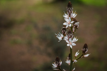 Wild flowers on the field.