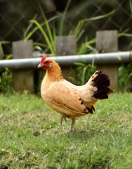 Gallinita