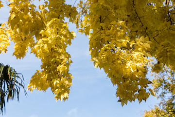 Celtis occidentalis, Almez
