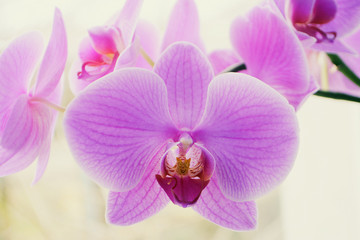 Beautiful Orchid flowers Close up Selective focus