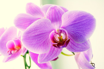 Naklejka na ściany i meble Beautiful Orchid flowers Close up Selective focus