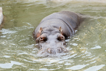 Fototapeta premium animal, nature, africa, safari, fat, wildlife, zoo animals, wild, mammal, water, natural, bostwana, dangerous, background, wilderness, big mouth, animals, beautiful, african, breeding, prairie, zoo, a