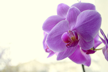Fototapeta na wymiar Beautiful Orchid flowers Copy space