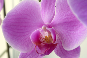 Naklejka na ściany i meble Beautiful Orchid flowers Close up Selective focus