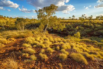 bushland at joffre gorge in karijini national park, western australia 6
