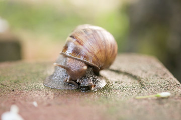 Big snail Crawling on the floor