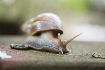 Big snail Crawling on the floor