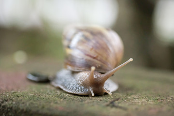 Big snail Crawling on the floor