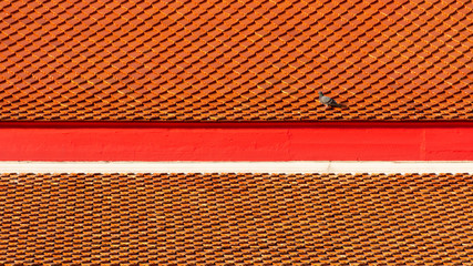 Alone pigeon walk on orange ceramic tile roof in the morning.