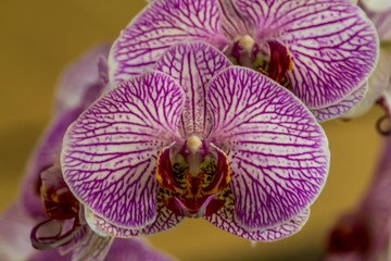 Fototapeta na wymiar Beautiful orchid flower.