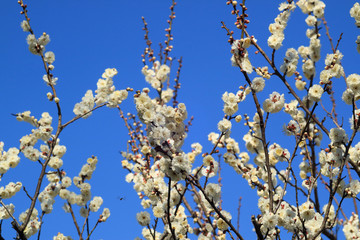 梅の花と青空