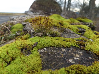 moss on the rocks