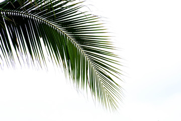 Palm leaves on white