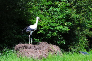 young White Stork (Ciconia ciconia) standing on a sheaf of hay.