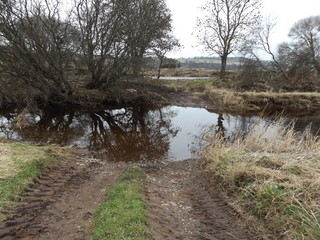 river in the forest