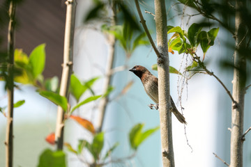 Small bird walking on the ground