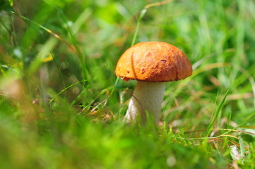 Closeup of red-capped scaber stalk (Leccinum aurantiacum) Fungi, mushroom in the grass and sun.