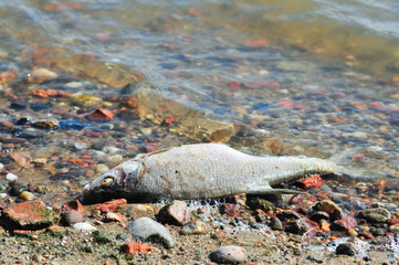 Dead fish Bream (Abramis brama) on the shore of the lake. Mietkow lake, Poland
