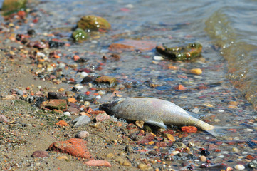 Dead fish Bream (Abramis brama) on the shore of the lake. Mietkow lake, Poland