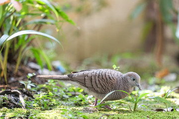 Small bird walking on the ground
