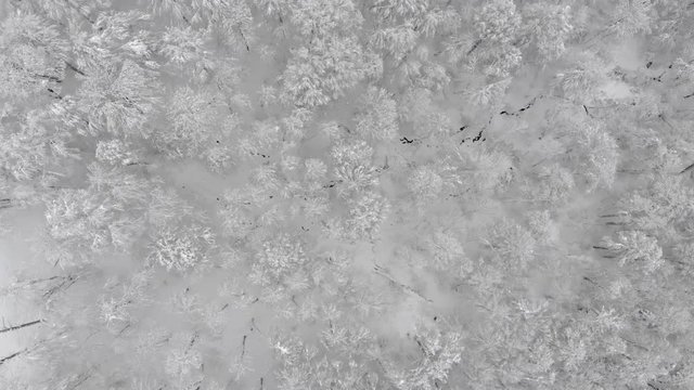 Aerial top view of the snow covered forest and mountain. Zoom in effect lowering shot. White winter tree crons. Frozen landscape in mountains.