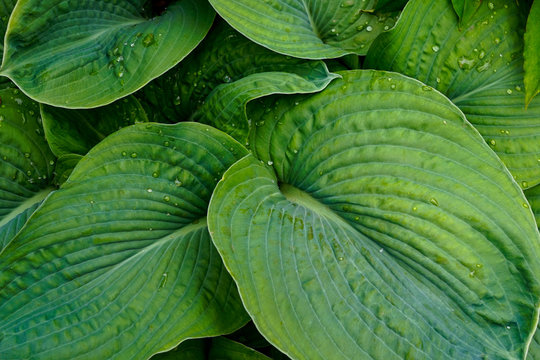 khosta leaves top view close - up background