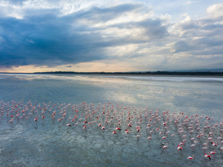 Aerial of flamboyance of pink greater flamingos (Phoenicopterus roseus) at Limassol salt lake,...