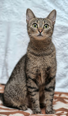 gray tabby cat with big expressive eyes