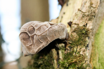 beautiful edible raw mushroom outside forage free food