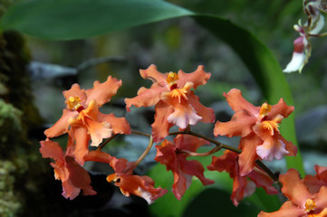 Apricot colored Orchids