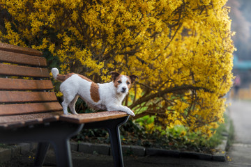Jack Russell dog on a bench with flowers. Spring walk with a pet. Journey