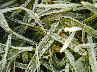 Frozen grass