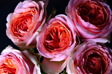 Fototapeta na wymiar Closeup of a bouquet of roses of coral color.