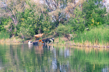 Cows stand in the water on a hot day